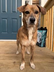 Found/Stray Female Dog last seen Bar j road in temple , Temple, GA 30179