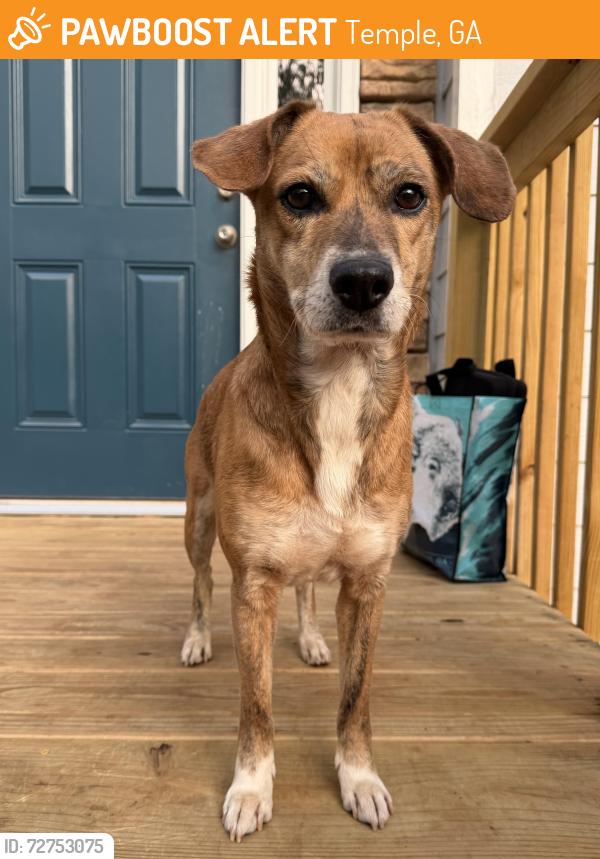 Found/Stray Female Dog last seen Bar j road in temple , Temple, GA 30179