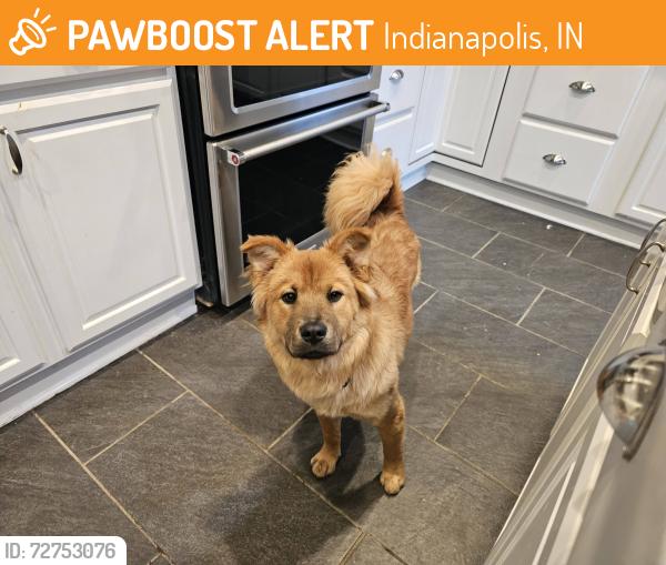 Found/Stray Female Dog last seen Near E 32nd St, Indianapolis, IN 46205, Indianapolis, IN 46205