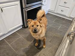 Found/Stray Female Dog last seen Near E 32nd St, Indianapolis, IN 46205, Indianapolis, IN 46205