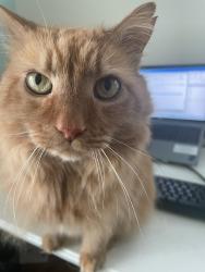 Reunited Male Cat last seen Kings Grant neighborhood Virginia Beach, Virginia Beach, VA 23452