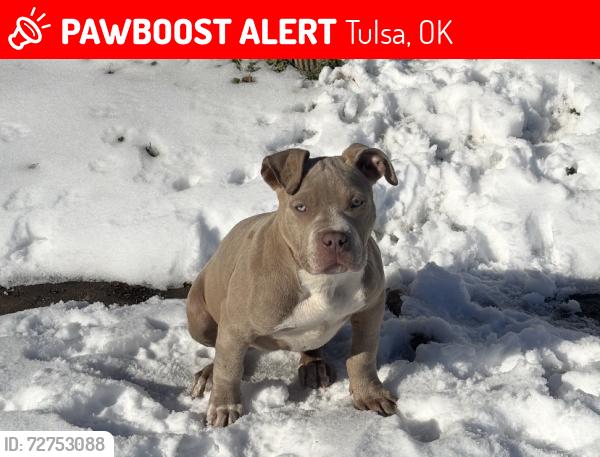 Lost Female Dog last seen Tandy YMCA, Tulsa, OK 74135