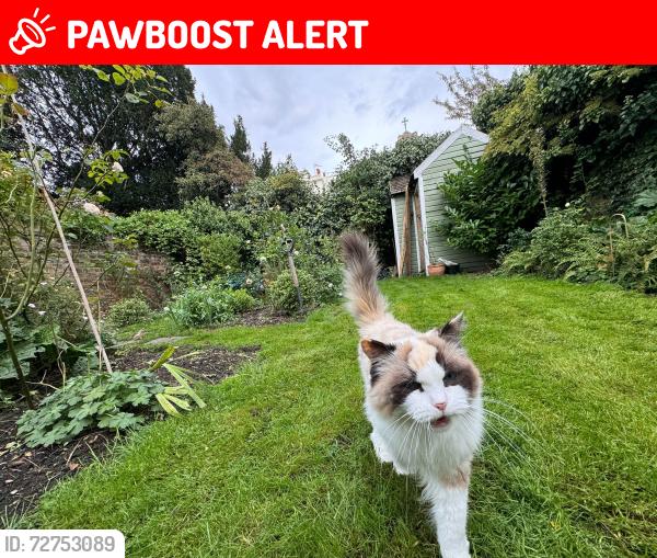 Lost Female Cat last seen 16A ST PETERS SQUARE, Greater London, England W6