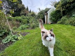 Lost Female Cat last seen 16A ST PETERS SQUARE, Greater London, England W6