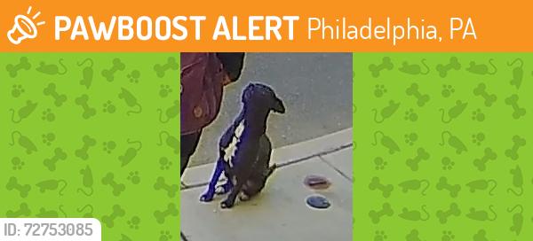 Found/Stray Female Dog last seen 24th & Fernon Street, Philadelphia, PA 19145