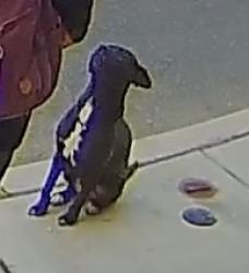 Found/Stray Female Dog last seen 24th & Fernon Street, Philadelphia, PA 19145