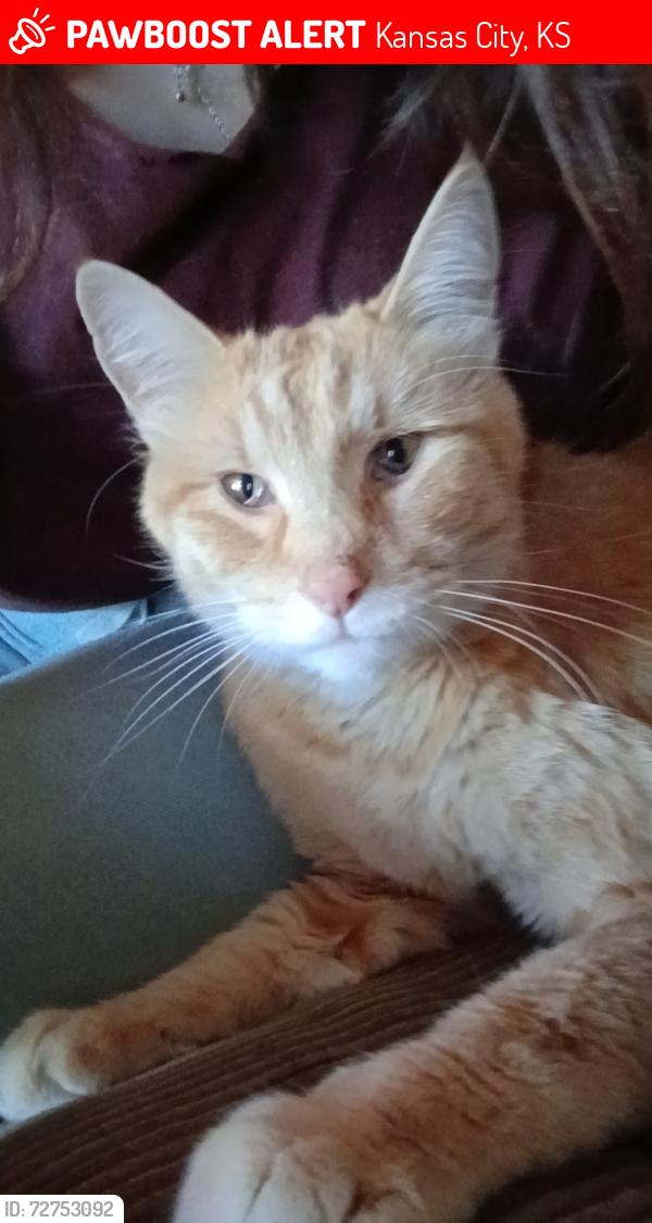 Lost Male Cat last seen Troup Ave , Kansas City, KS 66102