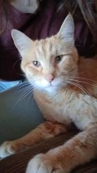 Lost Male Cat last seen Troup Ave , Kansas City, KS 66102