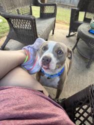 Found/Stray Female Dog last seen Near the Opelika Sportsplex, Opelika, AL 36801