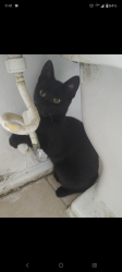 Lost Male Cat last seen Park place @ Galveston Road , Houston, TX 77017