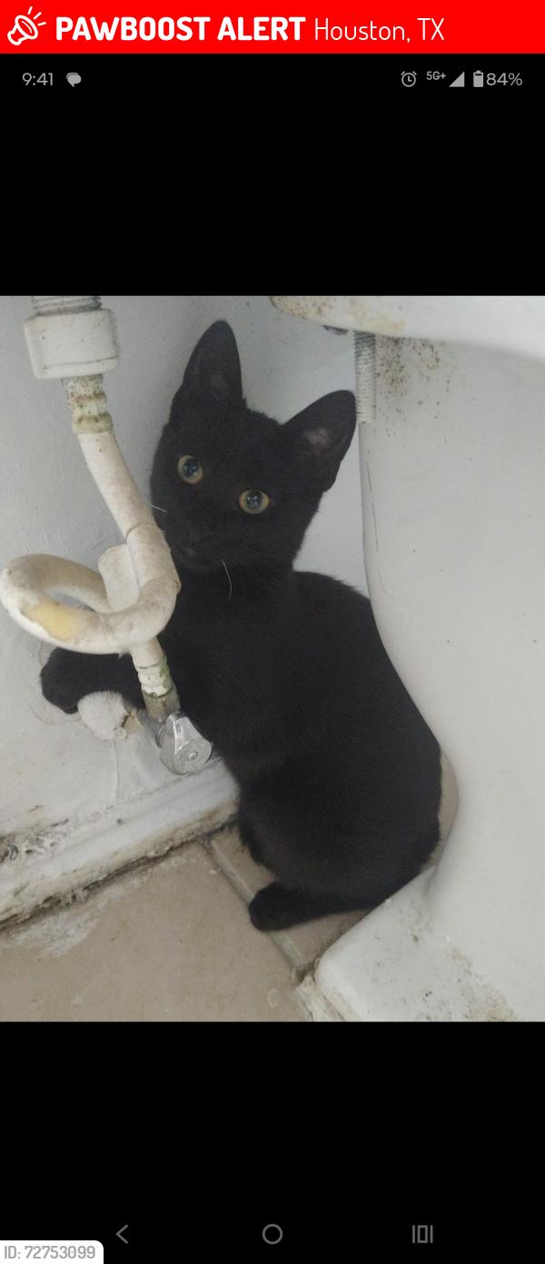Lost Male Cat last seen Park place @ Galveston Road , Houston, TX 77017