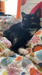 Lost Male Cat last seen Route 64 near E Deer Run, Apex, NC 27523