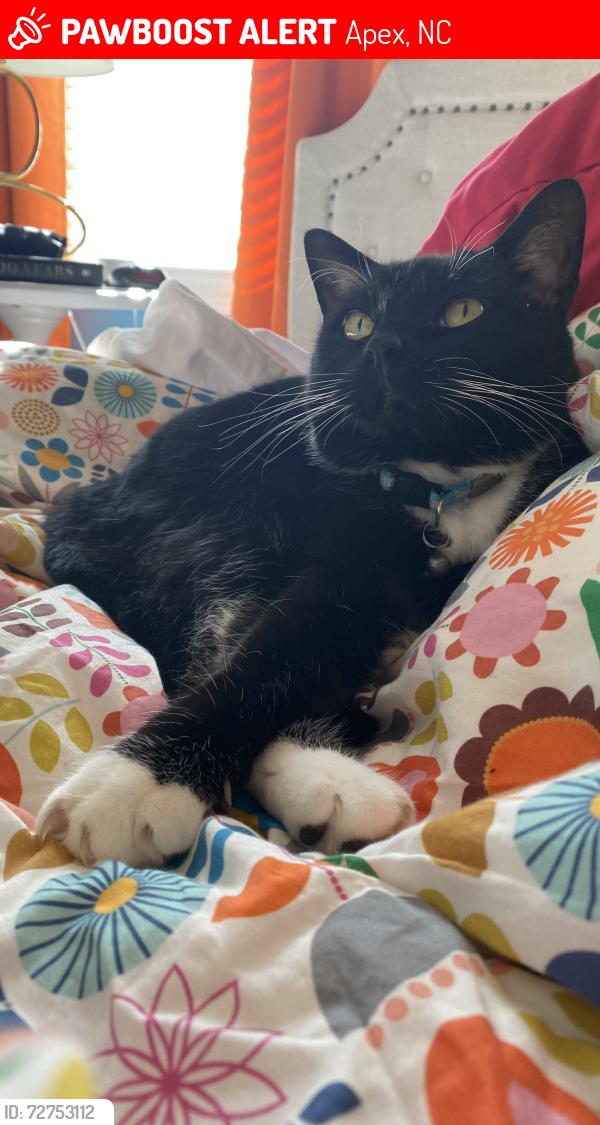 Lost Male Cat last seen Route 64 near E Deer Run, Apex, NC 27523