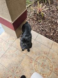 Found/Stray Female Dog last seen Kendall avenue kissimmee fl, Kissimmee, FL 34744