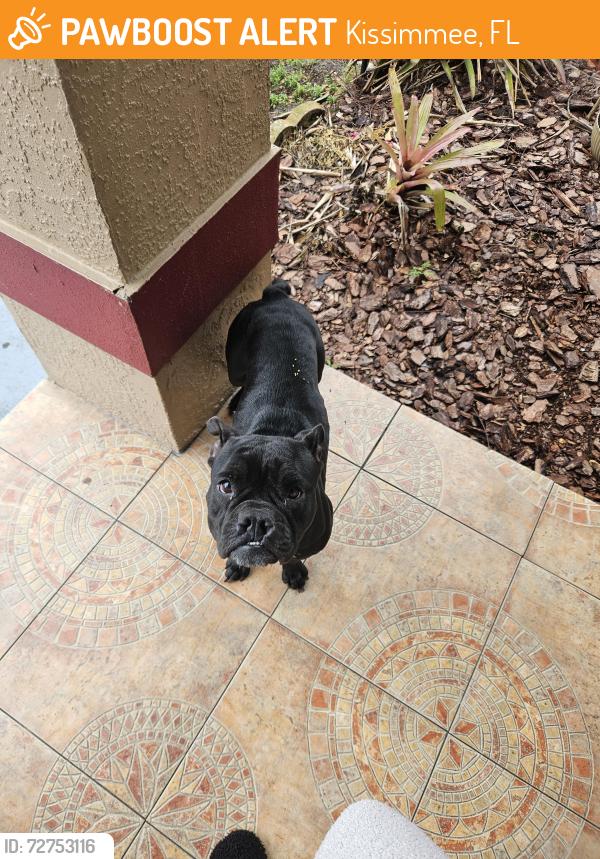 Found/Stray Female Dog last seen Kendall avenue kissimmee fl, Kissimmee, FL 34744