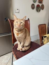 Lost Male Cat last seen Sabino vista drive , Tucson, AZ 85750