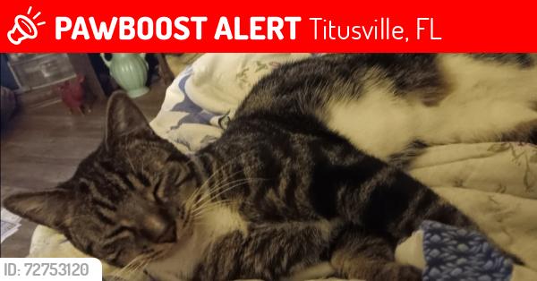 Lost Male Cat last seen Garden St. & Park Ave. Titusville Florida , Titusville, FL 32796