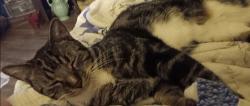 Lost Male Cat last seen Garden St. & Park Ave. Titusville Florida , Titusville, FL 32796