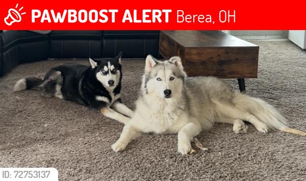 Lost Male Dog last seen West st in Berea, Berea, OH 44017