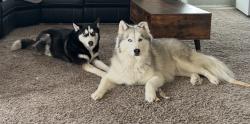 Lost Male Dog last seen West st in Berea, Berea, OH 44017