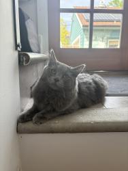 Found/Stray Unknown Cat last seen Near The Kings English, Salt Lake City, UT 84102