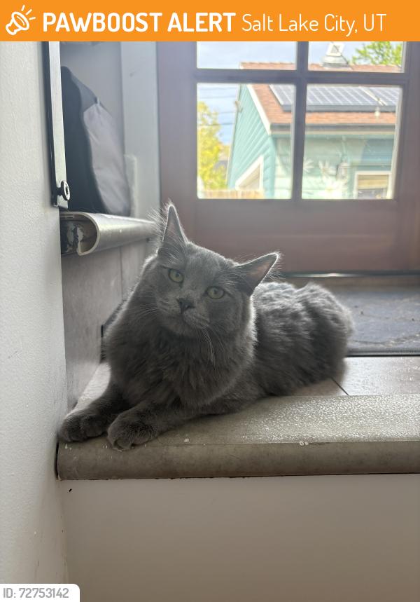 Found/Stray Unknown Cat last seen Near The Kings English, Salt Lake City, UT 84102