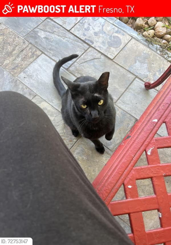 Lost Male Cat last seen Kentucky and evergreen , Fresno, TX 77545
