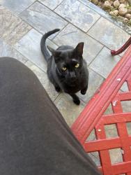 Lost Male Cat last seen Kentucky and evergreen , Fresno, TX 77545