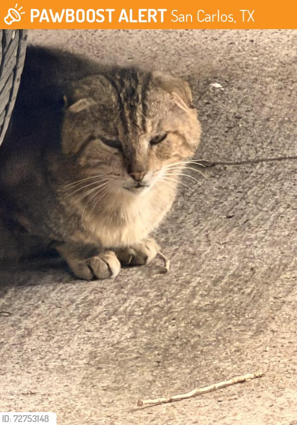 Found/Stray Unknown Cat last seen Sunflower park, San Carlos, TX 78542