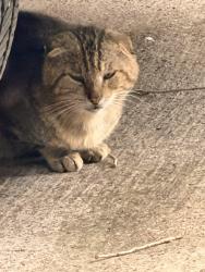 Found/Stray Unknown Cat last seen Sunflower park, San Carlos, TX 78542