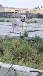 Found/Stray Male Dog last seen S manhattan pl, Los Angeles, CA 90005