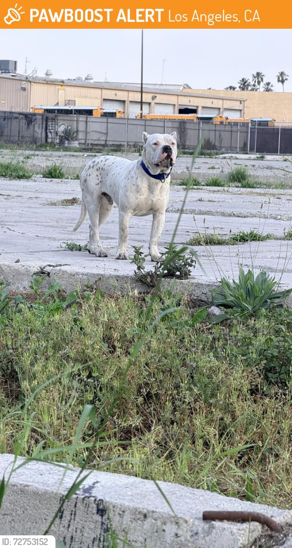 Found/Stray Male Dog last seen S manhattan pl, Los Angeles, CA 90005