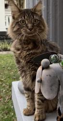 Lost Male Cat last seen Beharrell ave.  East Spring st. , New Albany, IN 47150