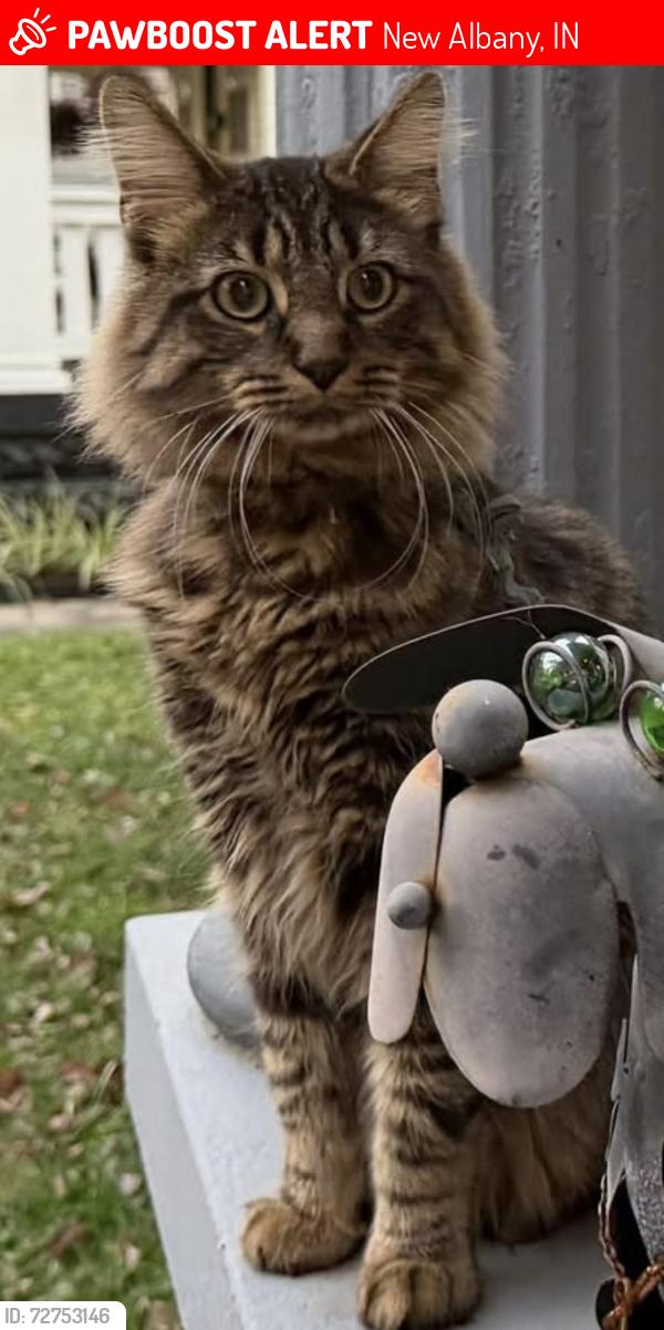 Lost Male Cat last seen Beharrell ave.  East Spring st. , New Albany, IN 47150