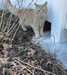 Found/Stray Unknown Cat last seen Near Claremont st Westfield mass , Westfield, MA 01085