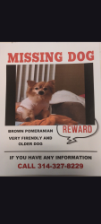 Lost Female Dog last seen Ebert street , Concord, MO 63123