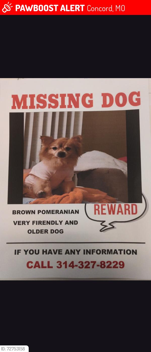 Lost Female Dog last seen Ebert street , Concord, MO 63123