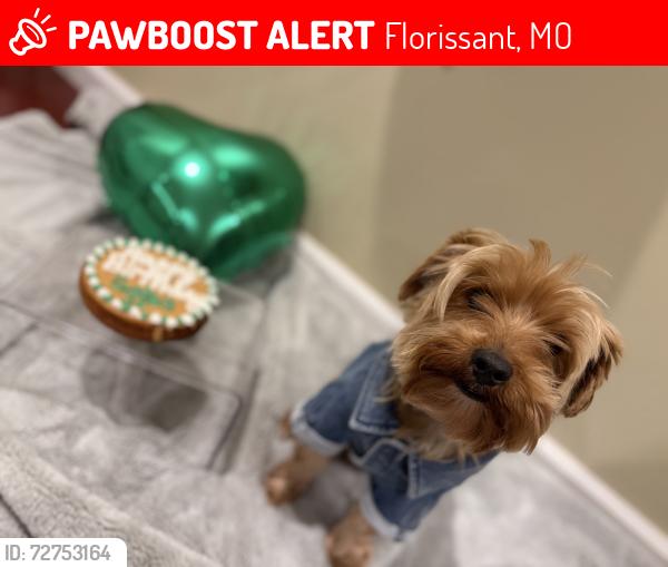 Lost Male Dog last seen Shackleford, Brenthaven, Patterson, Florissant, MO 63031