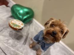 Lost Male Dog last seen Shackleford, Brenthaven, Patterson, Florissant, MO 63031