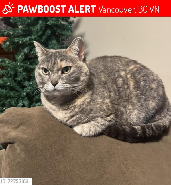 Lost Female Cat last seen Victoria Dr and E 7th ave , Vancouver, BC V5N