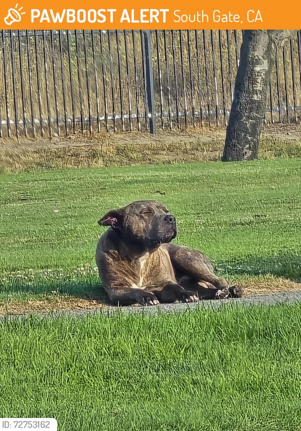 Found/Stray Unknown Dog last seen Holydale park, South Gate, CA 90280