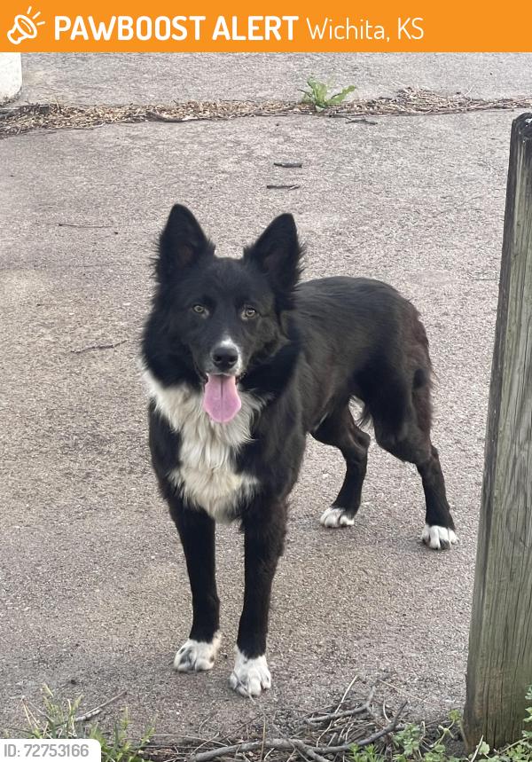 Found/Stray Male Dog last seen North High School, Wichita, KS 67214