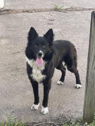 Found/Stray Male Dog last seen North High School, Wichita, KS 67214