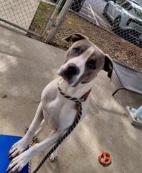 Shelter Stray Male Dog last seen CHARLOTTE, Charlotte, NC 28217