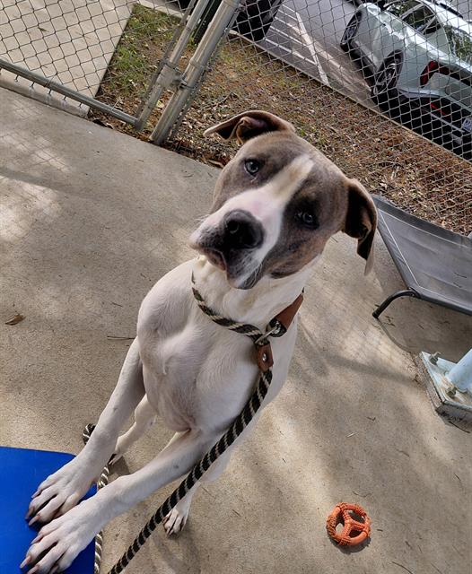 Shelter Stray Male Dog last seen CHARLOTTE, Charlotte, NC 28217