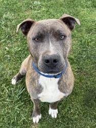 Lost Male Dog last seen Long Hollow Rd, Maryville, TN 37801
