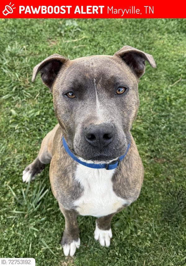 Lost Male Dog last seen Long Hollow Rd, Maryville, TN 37801