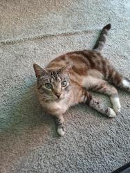 Lost Male Cat last seen Briar way/ Thicket Ave crossroad , Bristol City, England 