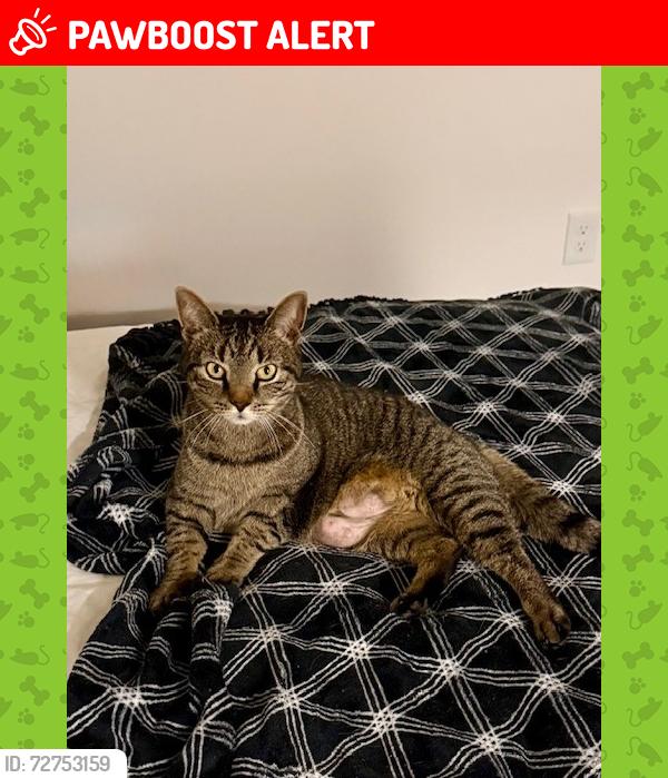 Lost Female Cat last seen Norman Dr and Kenneth Tr, Neptune Township, NJ 07753