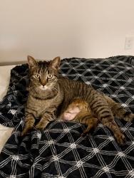 Lost Female Cat last seen Norman Dr and Kenneth Tr, Neptune Township, NJ 07753